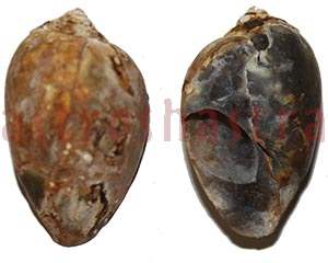 Heera Shankh 0235 36